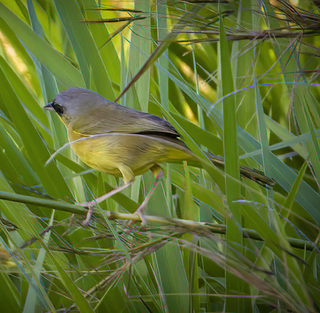 image Grey-crowned Yellowthroat